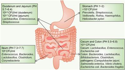 Hepatocellular Carcinoma: How the Gut Microbiota Contributes to Pathogenesis, Diagnosis, and Therapy